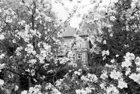 ARH NL Dierssen 0117/0016, Baumblüte Landratsamt, 1948
