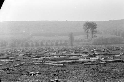 ARH NL Dierssen 0118/0009, Kahlschlag im Saupark, 1948