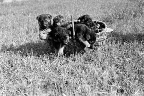 ARH NL Dierssen 0121/0008, Junge Hunde, 1948