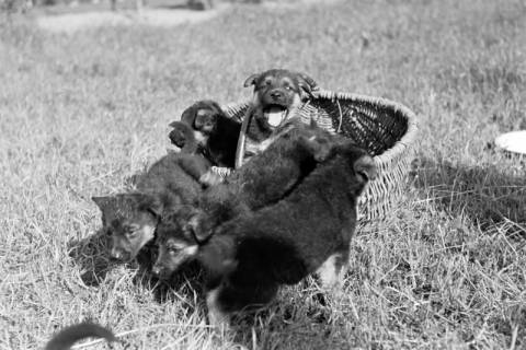 ARH NL Dierssen 0121/0009, Junge Hunde, 1948