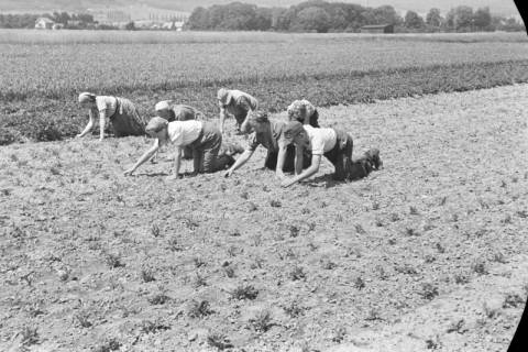 ARH NL Dierssen 0121/0017, Rüben verziehen bei Beine, 1948