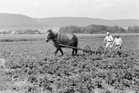 ARH NL Dierssen 0121/0019, Kartoffeln häufeln bei Pape, 1948