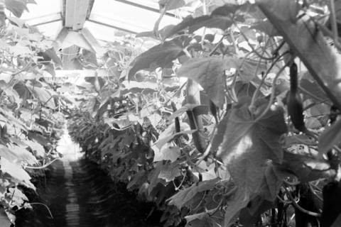 ARH NL Dierssen 0125/0023, Gärtnerei, 1948