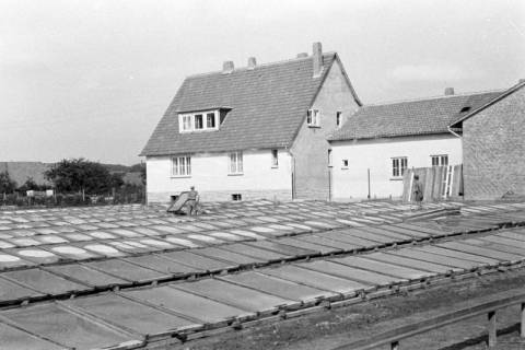 ARH NL Dierssen 0125/0024, Gärtnerei, ohne Datum
