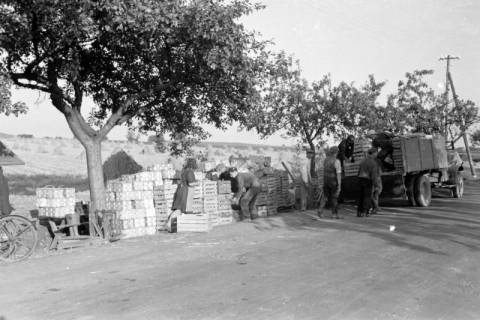 ARH NL Dierssen 0126/0016, Ernte von Straßenobst, 1948