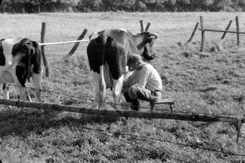 ARH NL Dierssen 0127/0006, Melker auf der Weide, 1948