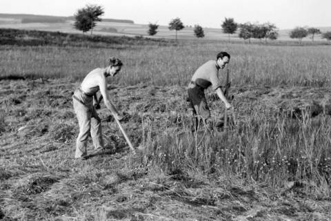 ARH NL Dierssen 0127/0020, Heuernte, 1948