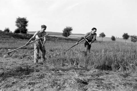 ARH NL Dierssen 0127/0021, Heuernte, 1948