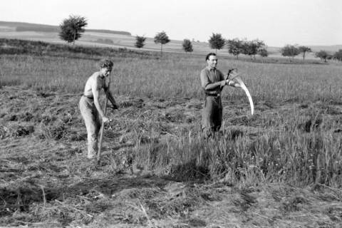 ARH NL Dierssen 0127/0022, Heuernte, 1948
