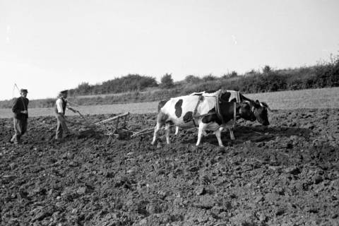 ARH NL Dierssen 0128/0015, Dehsen? beim Pflügen, 1948