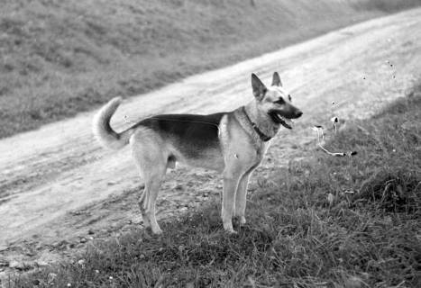 ARH NL Dierssen 0130/0022, Abrichteanstalt, Hachmühlen, ohne Datum