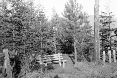 ARH NL Dierssen 0138/0009, In der Jägerallee, Springe, 1949