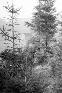 ARH NL Dierssen 0138/0011, In der Jägerallee, Springe, 1949