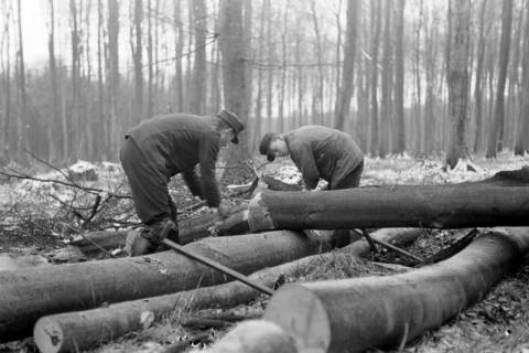 ARH NL Dierssen 0140/0019, Holzfäller im Saupark, 1949