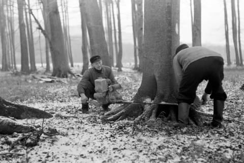 ARH NL Dierssen 0141/0001, Holzfäller im Saupark, 1949