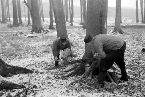 ARH NL Dierssen 0141/0002, Holzfäller im Saupark, 1949