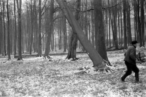 ARH NL Dierssen 0141/0003, Holzfäller im Saupark, 1949
