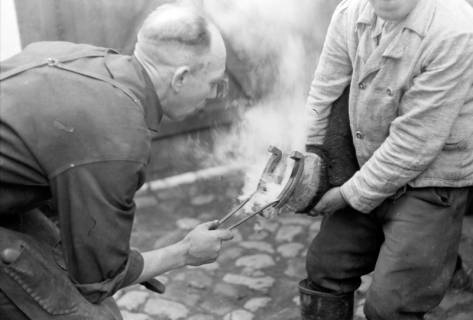 ARH NL Dierssen 0148/0013, Hufschmied, um 1949