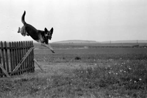 ARH NL Dierssen 0153/0002, Abrichteanstalt, Hasperde, 1949