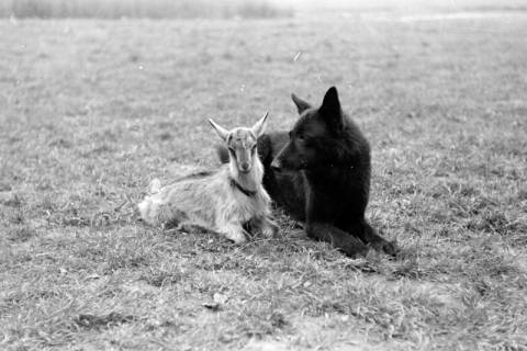 ARH NL Dierssen 0153/0005, Abrichteanstalt, Hasperde, 1949