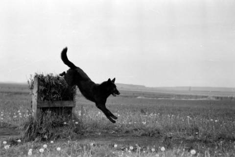 ARH NL Dierssen 0153/0006, Abrichteanstalt, Hasperde, 1949