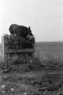 ARH NL Dierssen 0153/0007, Abrichteanstalt, Hasperde, 1949