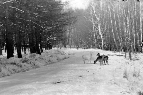 ARH NL Dierssen 0153/0021, Rehe im Schnee, Springe, 1949
