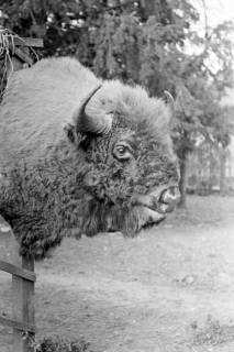 ARH NL Dierssen 0155/0001, Ausgestopfter Wisent, 1949