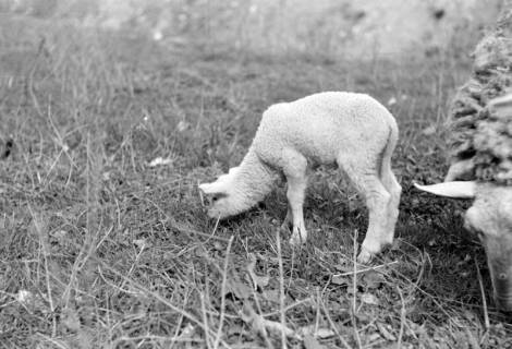ARH NL Dierssen 0156/0012, Osterlämmchen, 1949