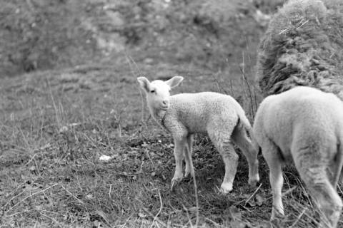 ARH NL Dierssen 0156/0013, Osterlämmchen, 1949