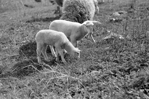 ARH NL Dierssen 0156/0015, Osterlämmchen, 1949