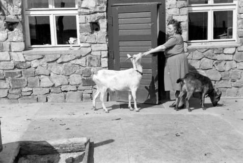 ARH NL Dierssen 0157/0007, Familie Graf, 1949