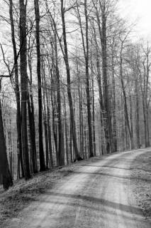 ARH NL Dierssen 0157/0011, Frühling im Deister, 1949