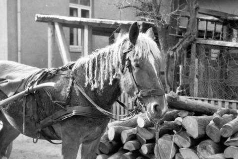 ARH NL Dierssen 0162/0004, Pferd mit Zöpfen, 1949