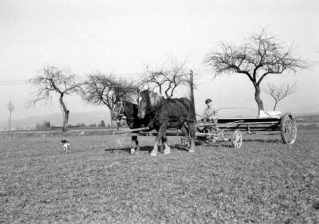 ARH NL Dierssen 0162/0006, Frühjahrs-Feldbestellung, 1949