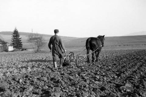 ARH NL Dierssen 0162/0008, Frühjahrs-Feldbestellung, 1949