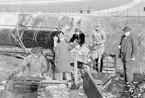 ARH NL Dierssen 0164/0011, Rübensäuberungsmaschine, 1949