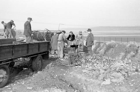 ARH NL Dierssen 0164/0012, Rübensäuberungsmaschine, 1949