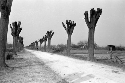 ARH NL Dierssen 0164/0018, Bäume, 1949