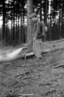 ARH NL Dierssen 0168/0023, Borkenkäfer Bekämpfung, 1949