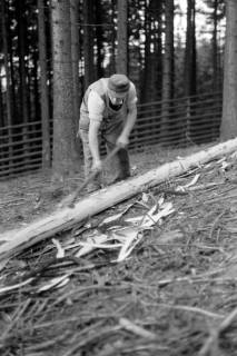 ARH NL Dierssen 0168/0024, Borkenkäfer Bekämpfung, 1949