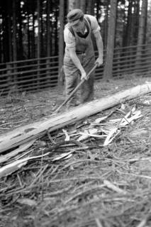 ARH NL Dierssen 0168/0025, Borkenkäfer Bekämpfung, 1949