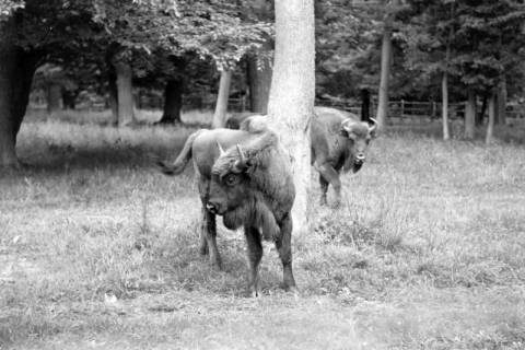 ARH NL Dierssen 0171/0007, Wisente, 1949