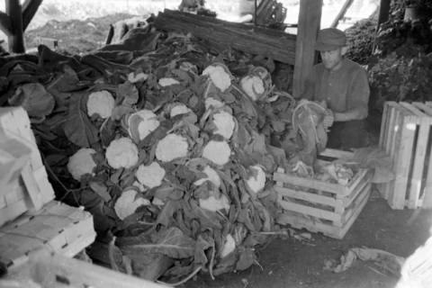 ARH NL Dierssen 0171/0012, Blumenkohl bei Salow, 1949