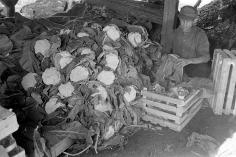 ARH NL Dierssen 0171/0013, Blumenkohl bei Salow, 1949