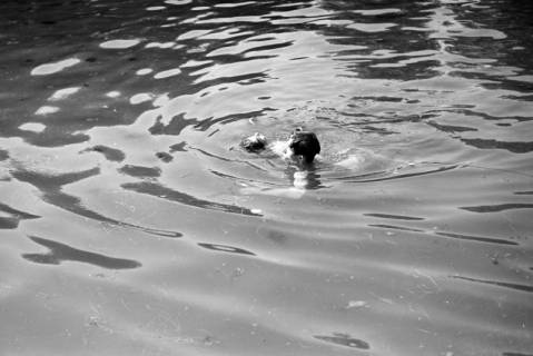 ARH NL Dierssen 0175/0006, Schwimmfest, 1949