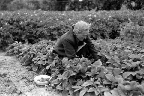 ARH NL Dierssen 0175/0029, Alte Frau pflückt Erdbeeren, 1949