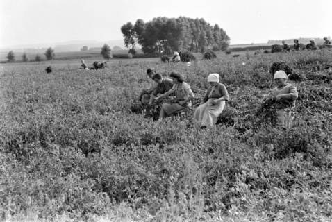 ARH NL Dierssen 0185/0007, Erbsenpflücker, 1949