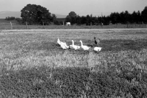 ARH NL Dierssen 0199/0022, Ziegenbock hütet Gänse, 1949