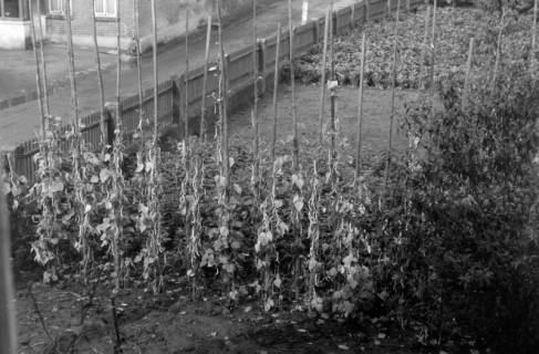 ARH NL Dierssen 0202/0005, Weinernte (Ingrid Jakobi), 1949